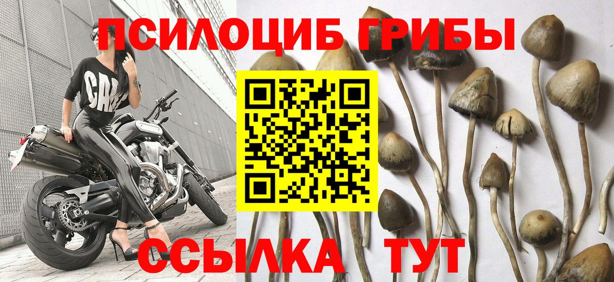 купить наркотик  Псилоцибиновые грибы Psilocybine cubensis  Вход с VPN  Галлюциногенные грибы мицелий  Королёв 